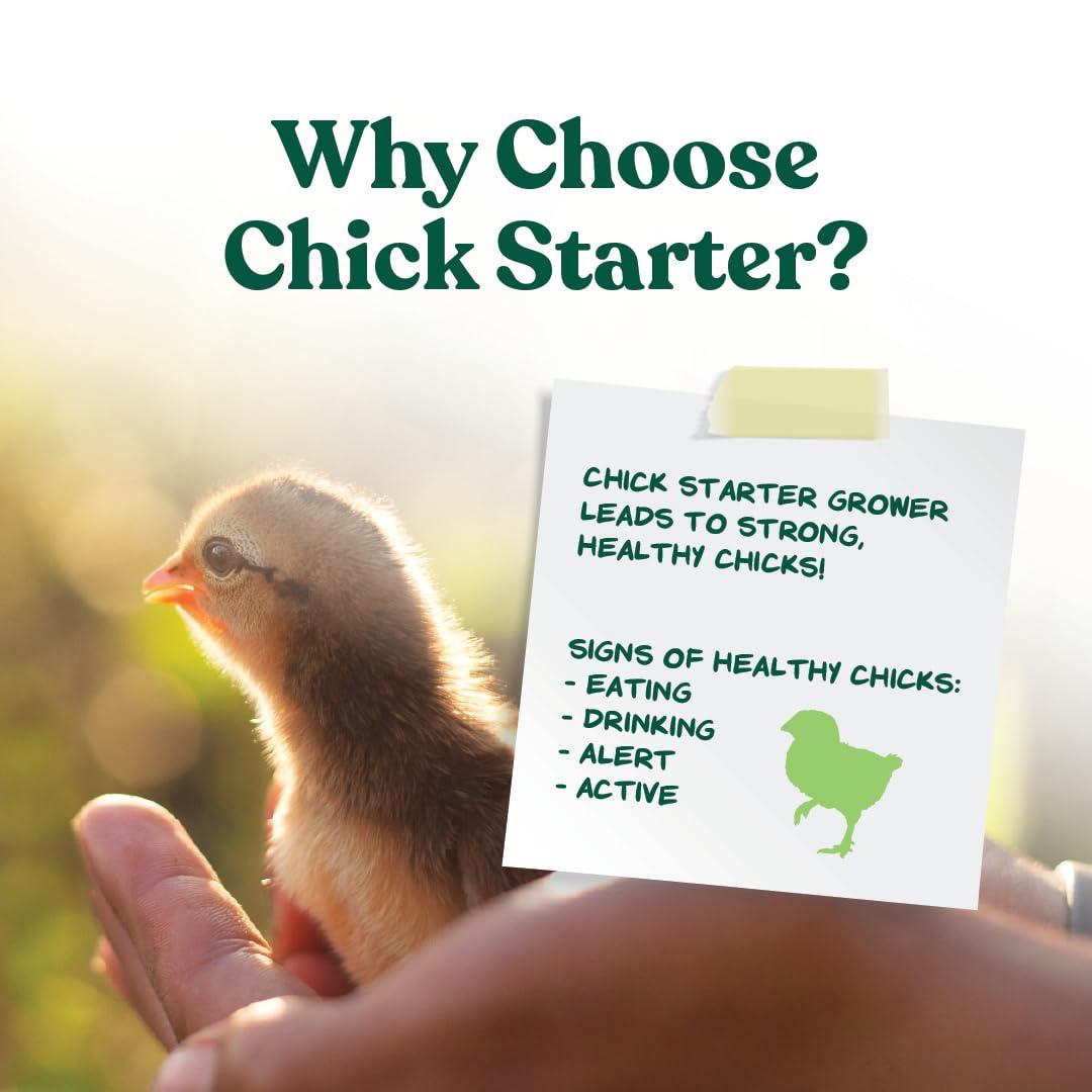 Manna Pro Medicated Chick Starter Grower Feed – High Protein Crumbles with Amprolium for Coccidiosis Prevention – Complete Chicken Feed for Baby Chicks and Pullets – For Healthy Growth – 5 lb Bag - Image 3