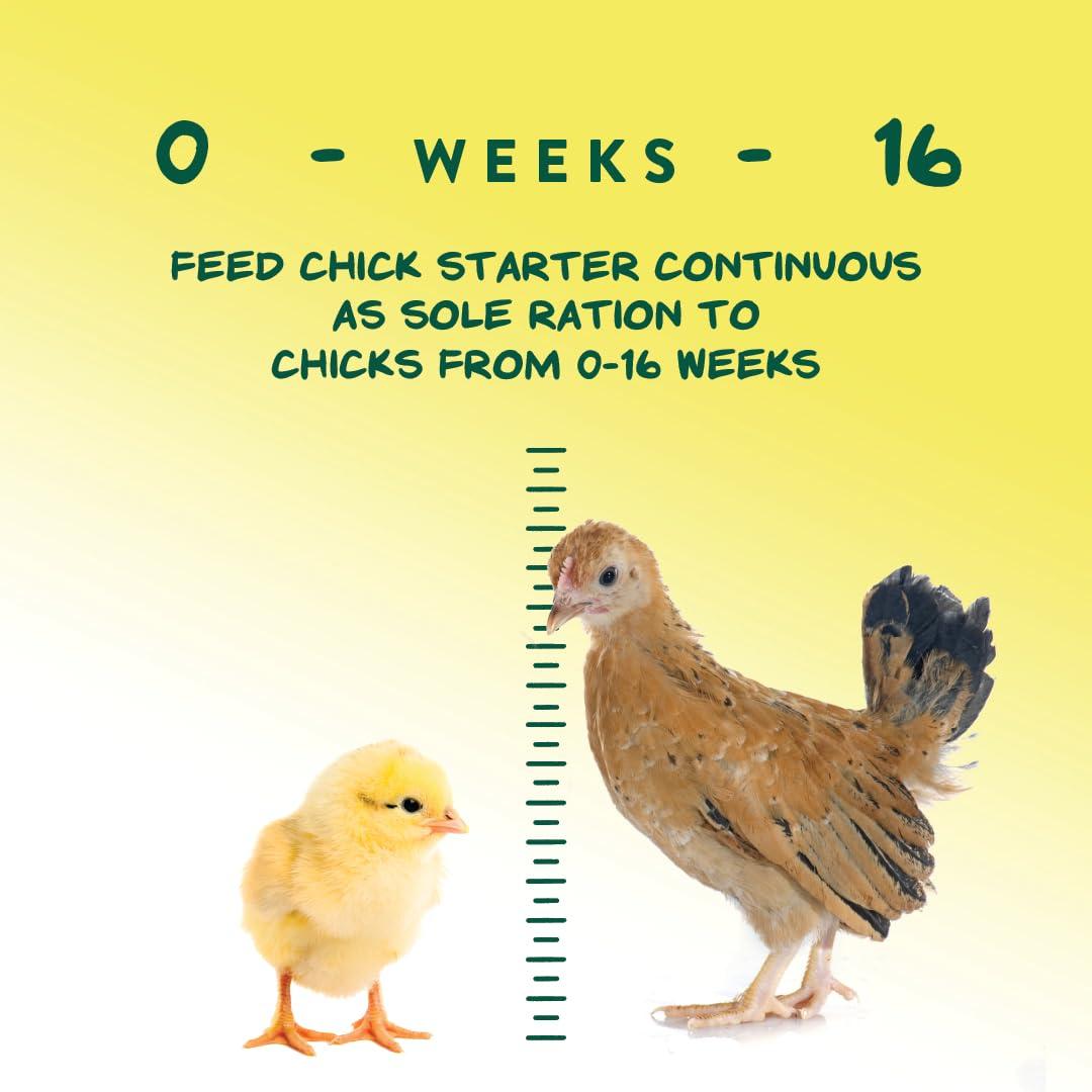 Manna Pro Medicated Chick Starter Grower Feed – High Protein Crumbles with Amprolium for Coccidiosis Prevention – Complete Chicken Feed for Baby Chicks and Pullets – For Healthy Growth – 5 lb Bag - Image 6