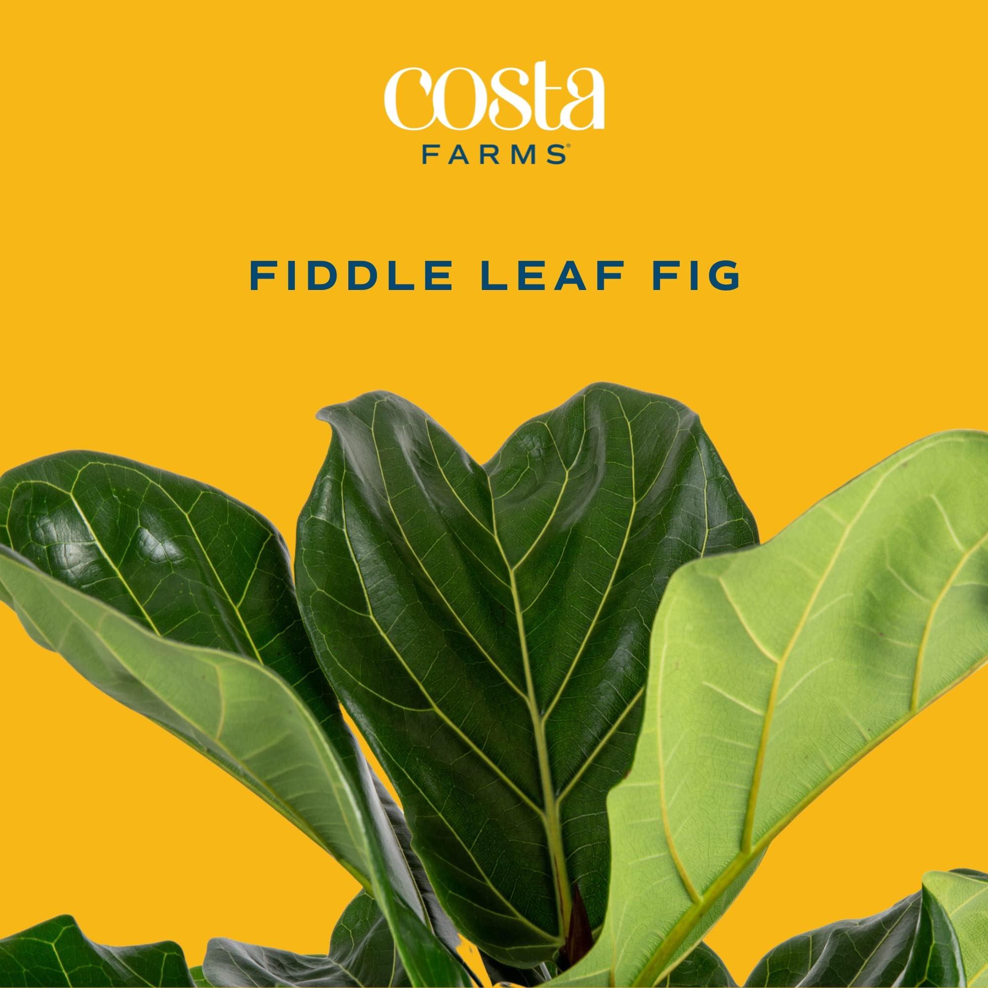Costa Farms Little Fiddle Leaf Fig, Live Indoor Ficus Lyrata Plant in Indoors Garden Plant Pot, Houseplant in Potting Soil, Housewarming, Birthday Gift, Office, Home, and Room Decor, 1 Foot Tall - Image 2