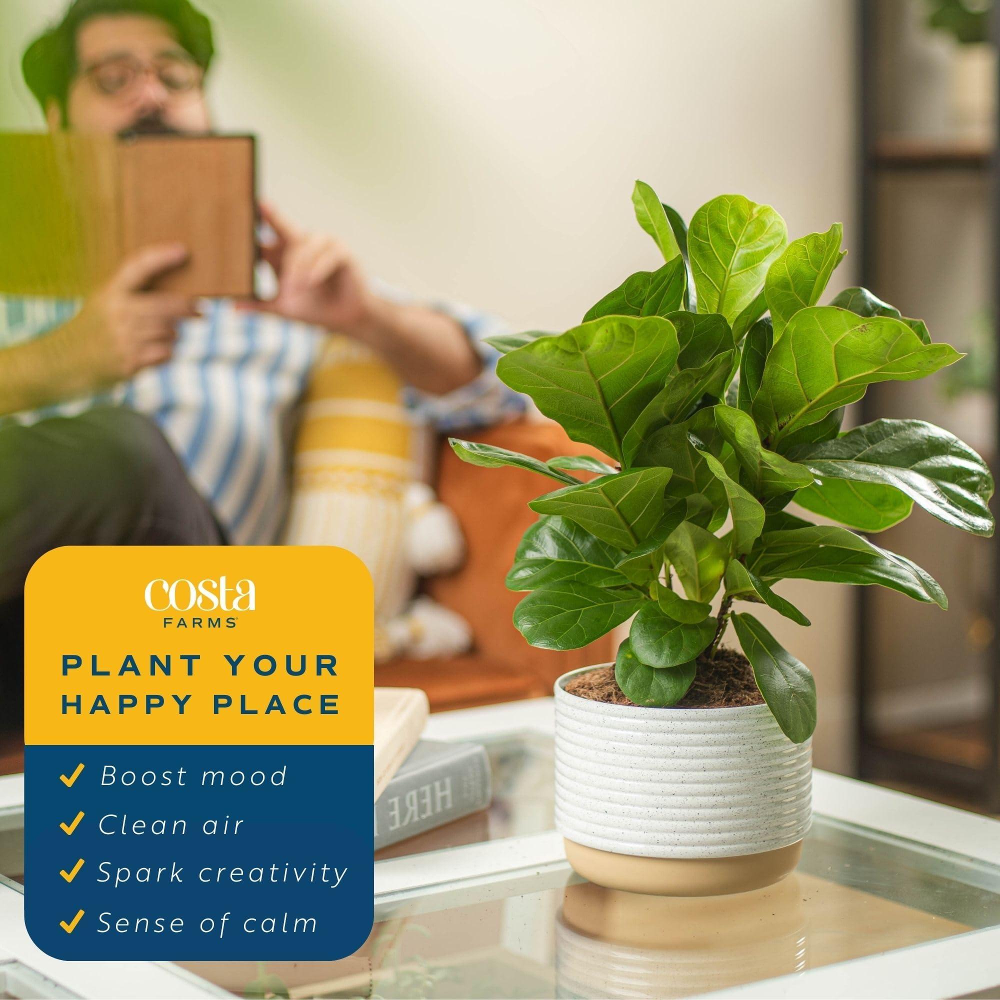 Costa Farms Little Fiddle Leaf Fig, Live Indoor Ficus Lyrata Plant in Indoors Garden Plant Pot, Houseplant in Potting Soil, Housewarming, Birthday Gift, Office, Home, and Room Decor, 1 Foot Tall - Image 4
