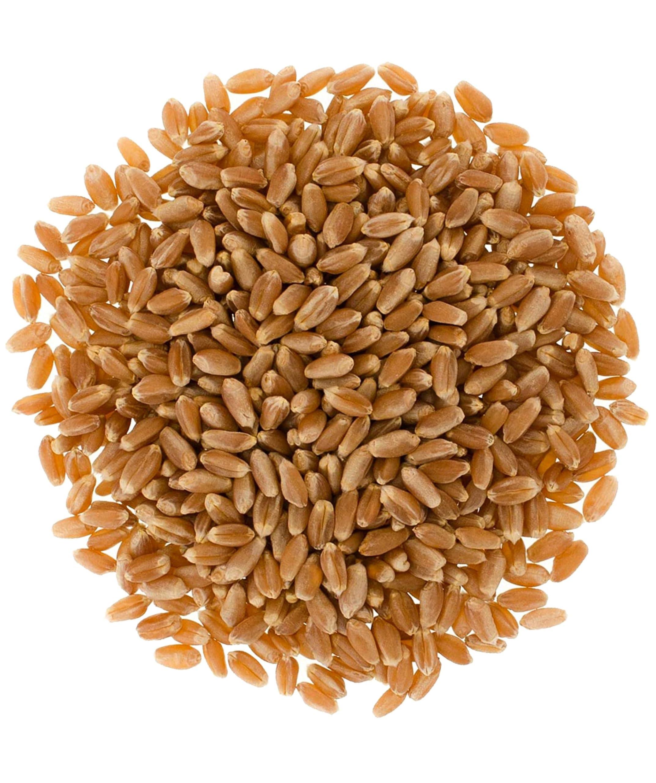 Certified Glyphosate Residue Free Hard Red Winter Wheat Berries | 5 LBS | Family Farmed in Washington State | Non-GMO Project Verified | 100% Non-Irradiated | Certified Kosher Parve | Field Traced | Burlap Bag - Image 2