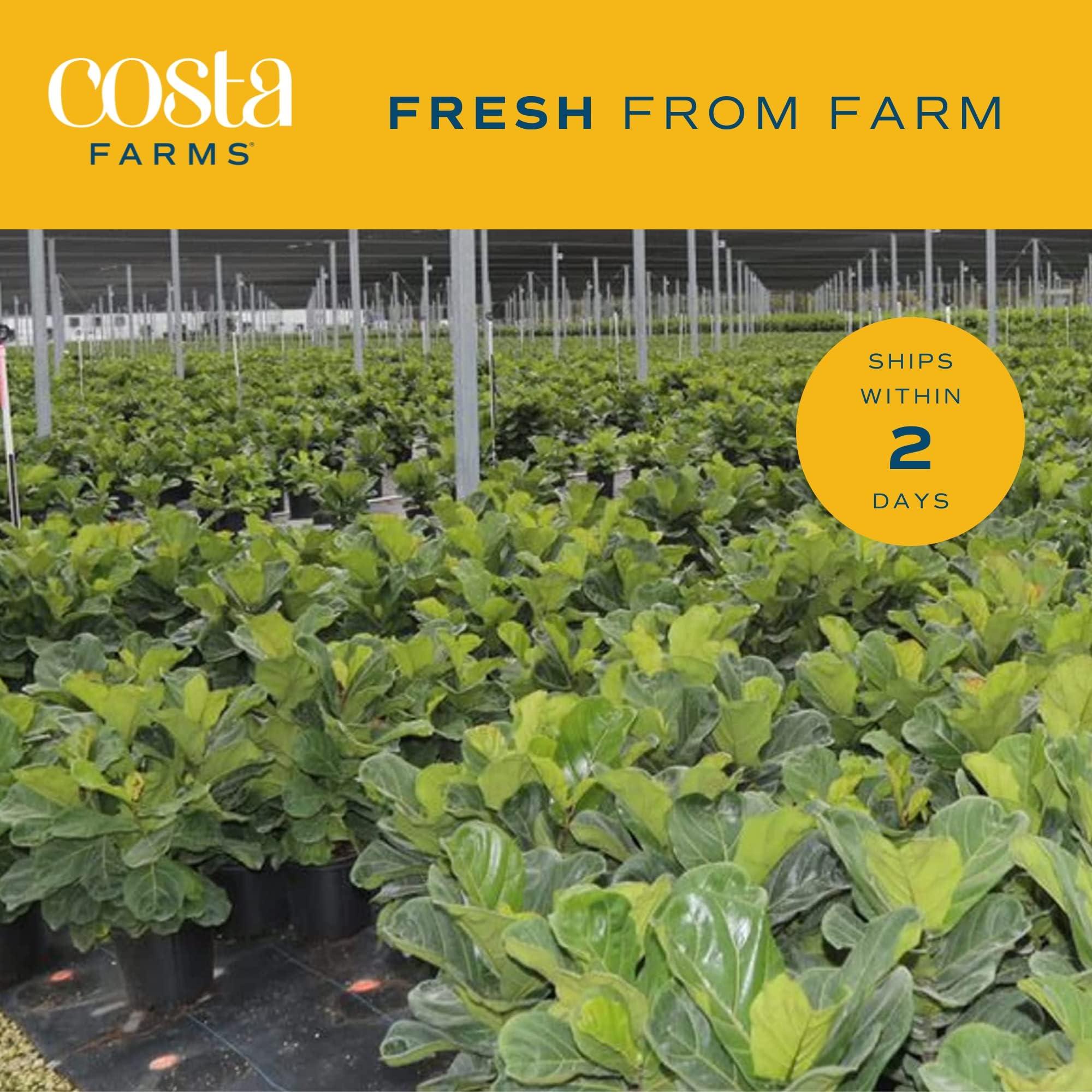 Costa Farms Little Fiddle Leaf Fig, Live Indoor Ficus Lyrata Plant in Indoors Garden Plant Pot, Houseplant in Potting Soil, Housewarming, Birthday Gift, Office, Home, and Room Decor, 1 Foot Tall - Image 5