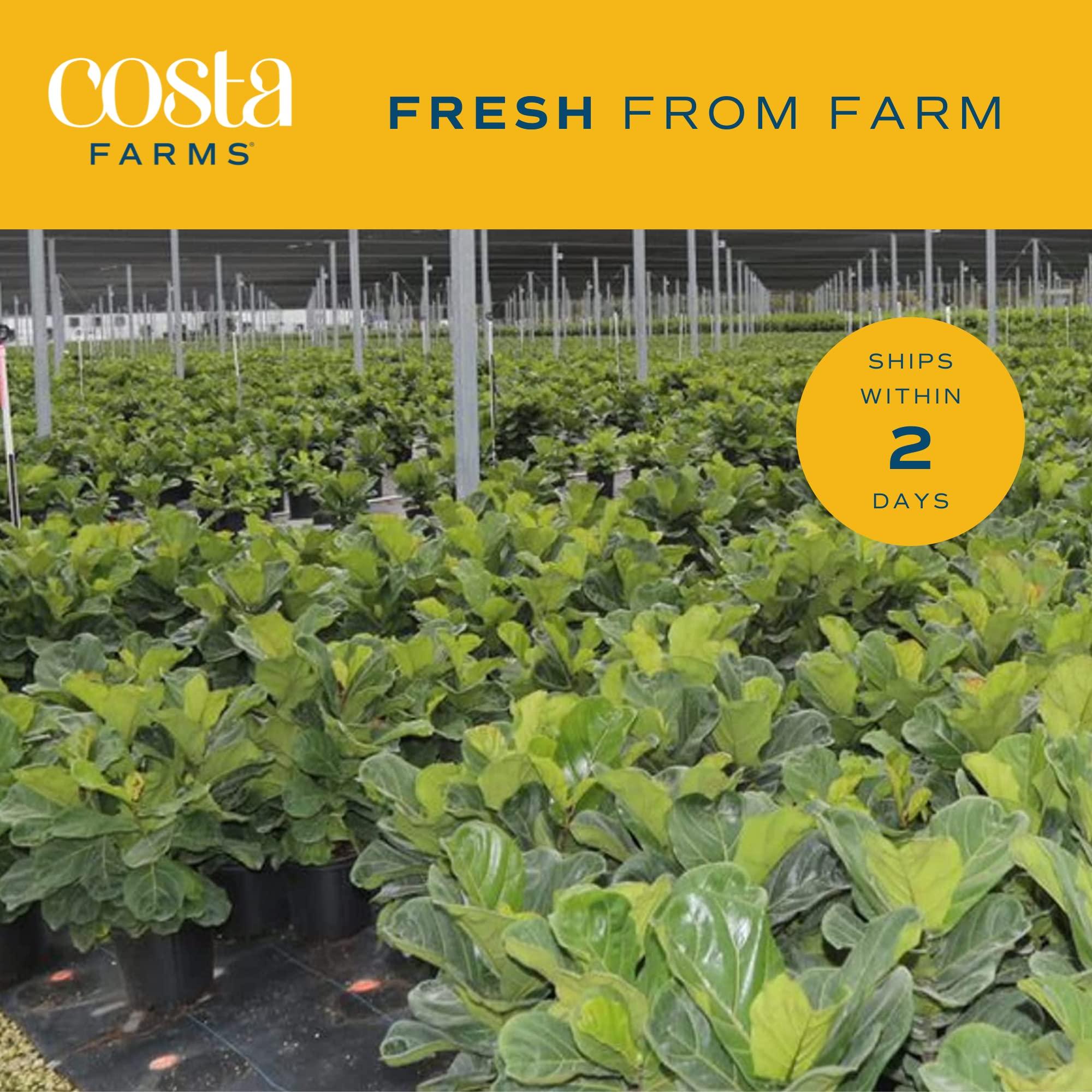 Costa Farms Little Fiddle Leaf Fig, Live Indoor Ficus Lyrata Plant in Indoors Garden Plant Pot, Houseplant in Potting Soil, Housewarming, Birthday Gift, Office, Home, and Room Decor, 1 Foot Tall - Image 6