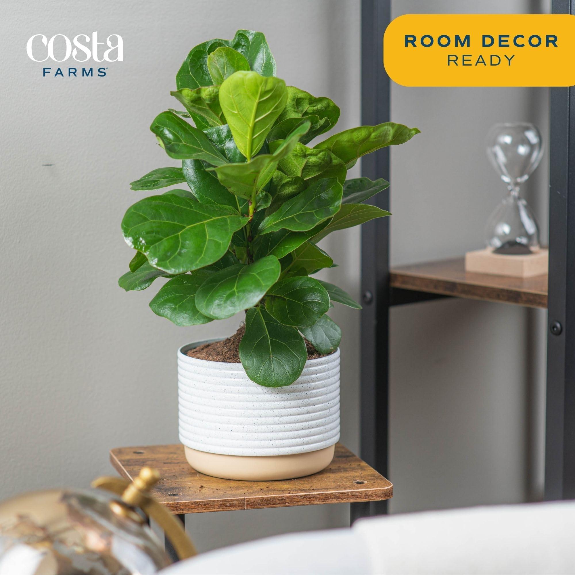 Costa Farms Little Fiddle Leaf Fig, Live Indoor Ficus Lyrata Plant in Indoors Garden Plant Pot, Houseplant in Potting Soil, Housewarming, Birthday Gift, Office, Home, and Room Decor, 1 Foot Tall - Image 3
