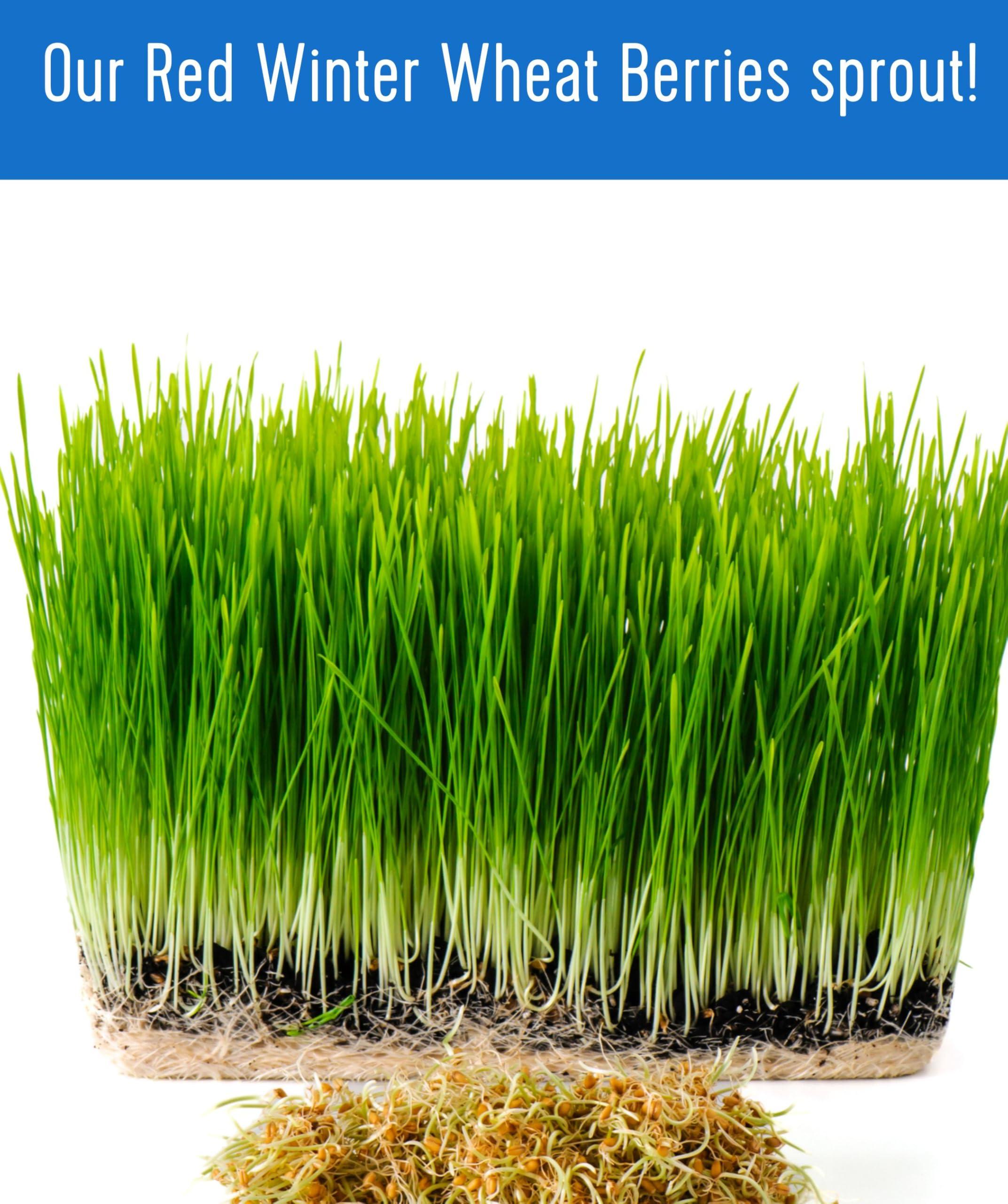 Certified Glyphosate Residue Free Hard Red Winter Wheat Berries | 5 LBS | Family Farmed in Washington State | Non-GMO Project Verified | 100% Non-Irradiated | Certified Kosher Parve | Field Traced | Burlap Bag - Image 7