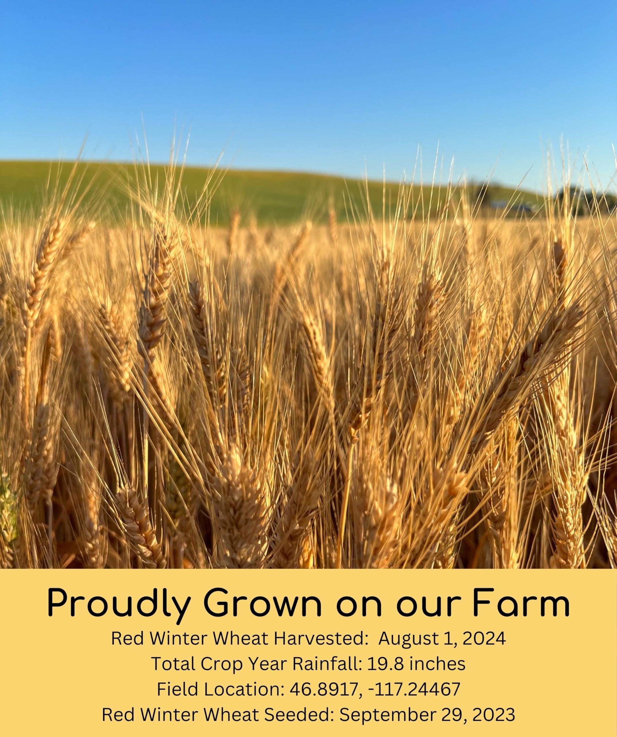 Certified Glyphosate Residue Free Hard Red Winter Wheat Berries | 5 LBS | Family Farmed in Washington State | Non-GMO Project Verified | 100% Non-Irradiated | Certified Kosher Parve | Field Traced | Burlap Bag - Image 3